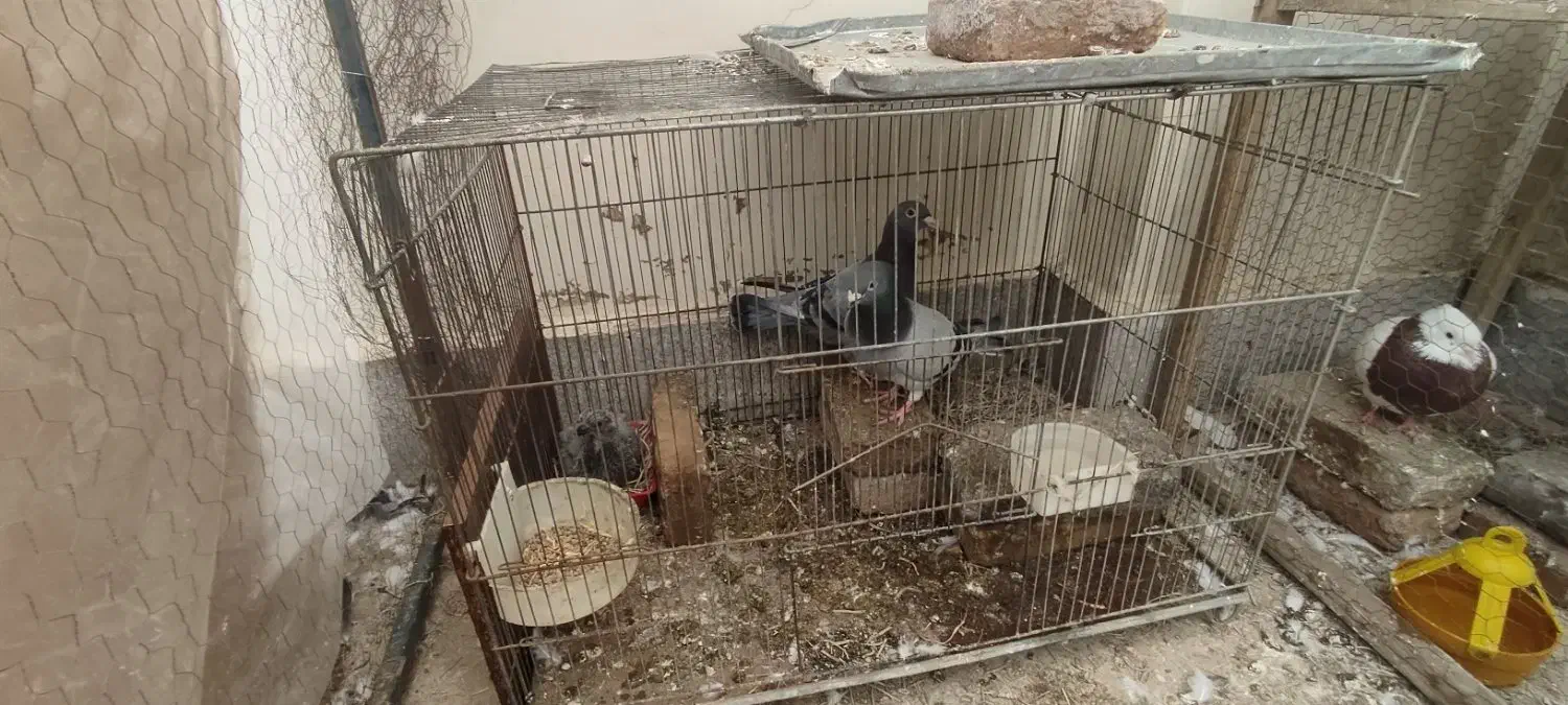 کفتر گمشده|حیوانات|مشهد, ولیعصر (شهرک غرب)|دیوار