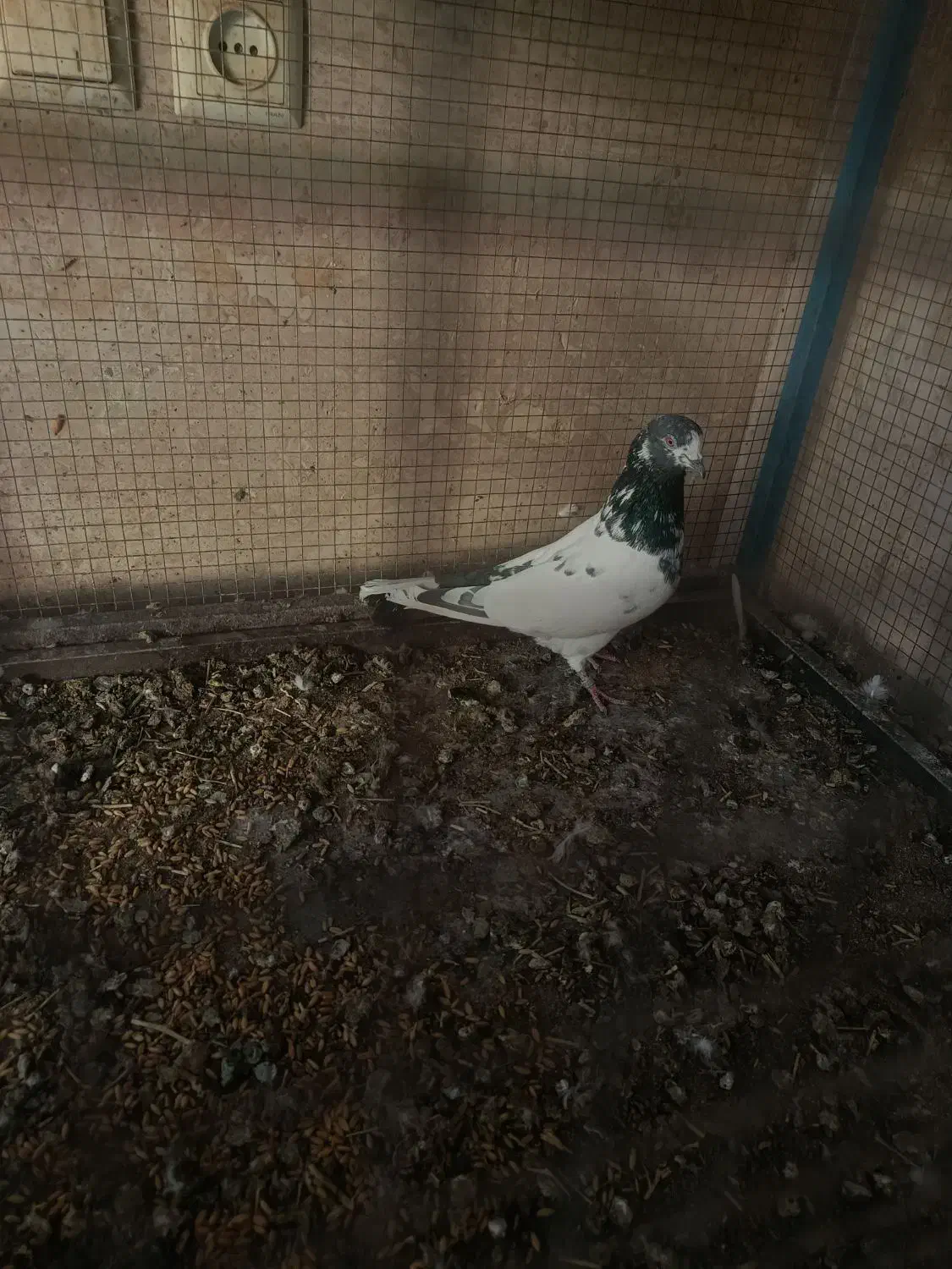 کفتر تهرونی سالم|پرنده|خمینیشهر, |دیوار