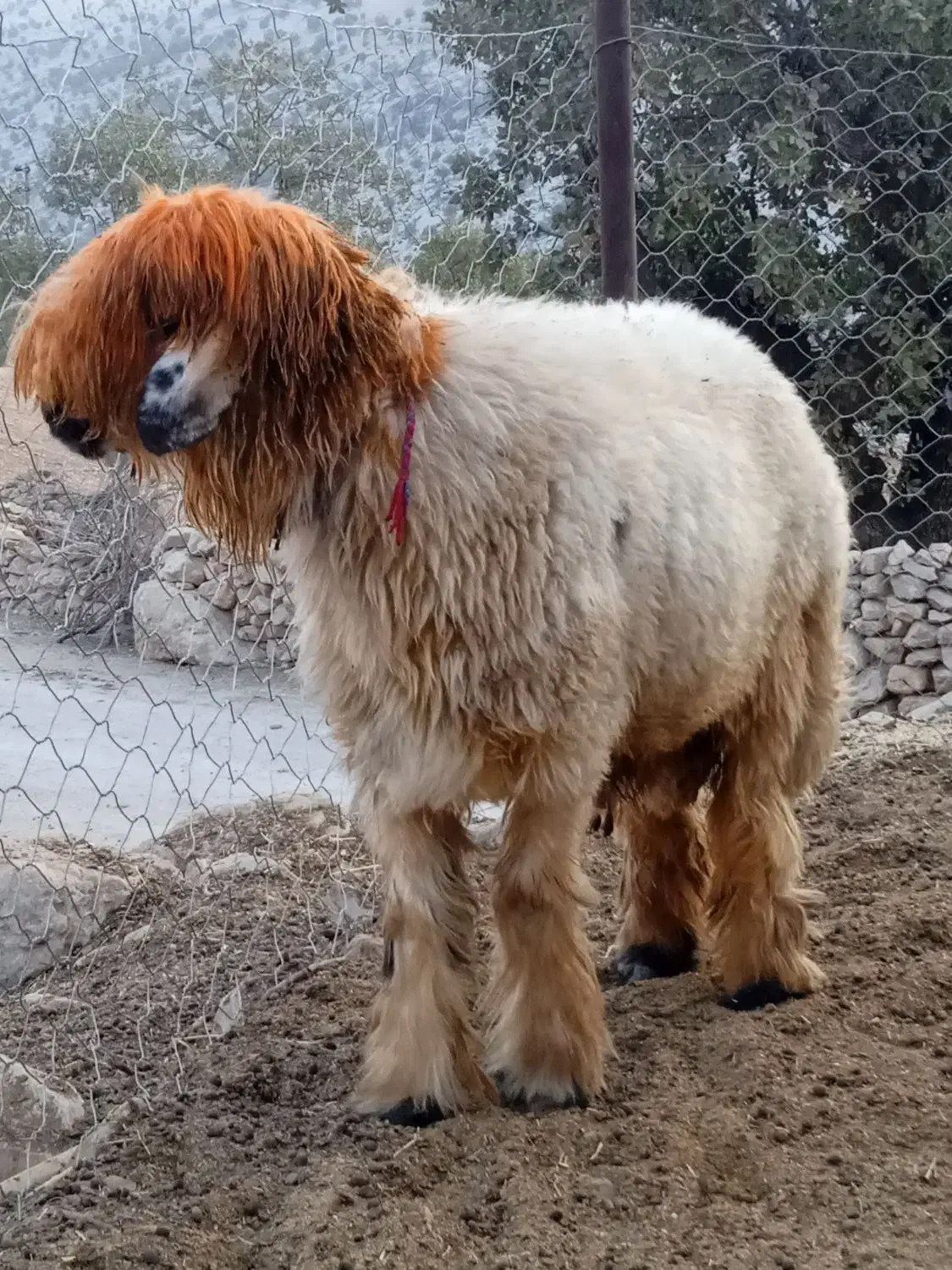 ی عدد کوه قوچ روزگاری میش رون|حیوانات مزرعه|ایذه, |دیوار