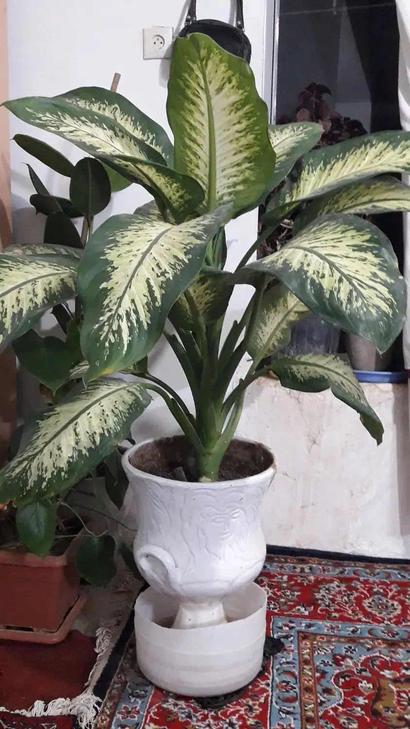 گل زیبا|گل و گیاه طبیعی|سبزوار, قصبه شرقی|دیوار