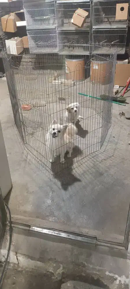 سگ پامرین خرسی .روباهی|سگ|قدس, شهرقدس|دیوار