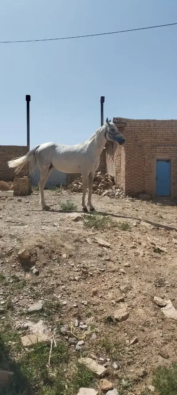 اسب نریان|اسب و تجهیزات اسبسواری|خمین, |دیوار