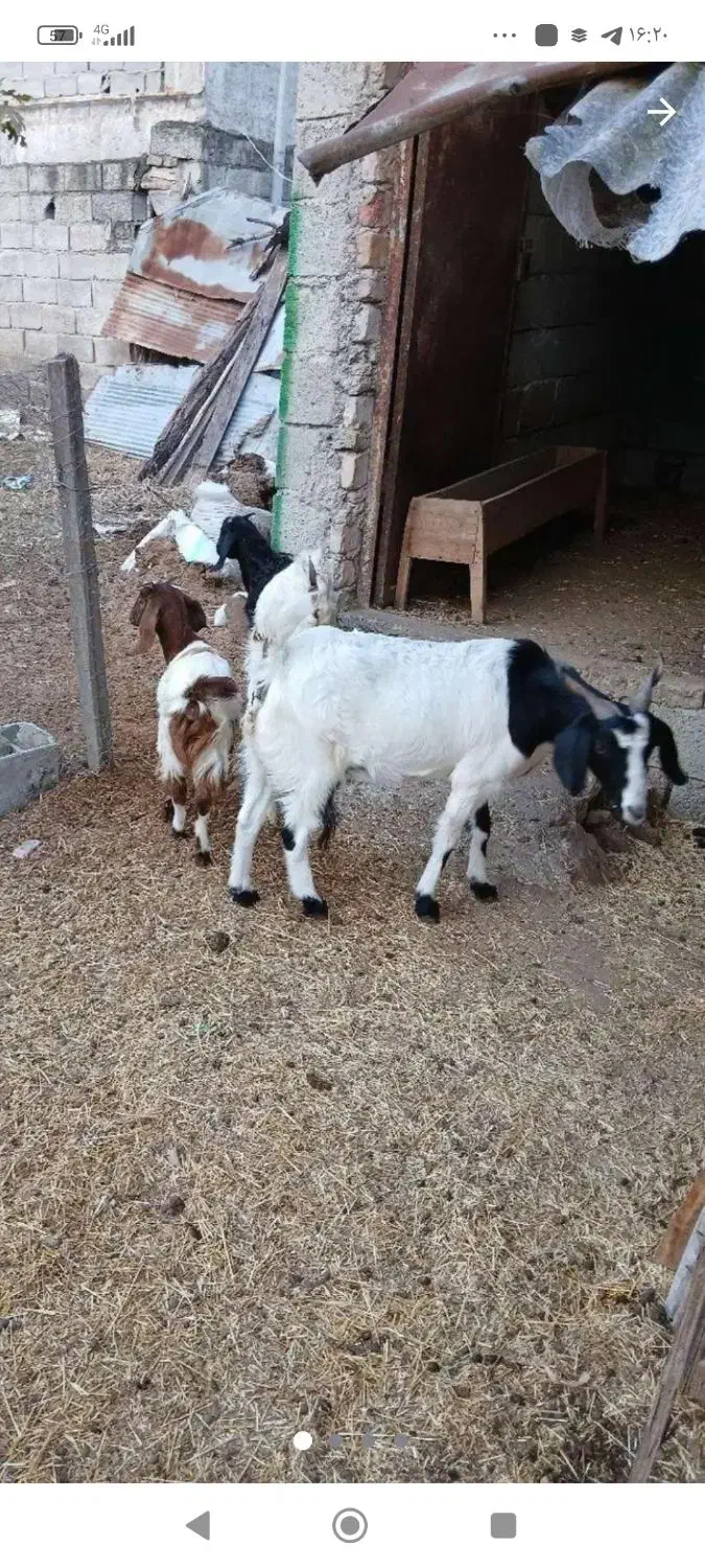 بگوسفند بز دوقلوزا آبستن با دو بزغاله|حیوانات مزرعه|چمستان, |دیوار