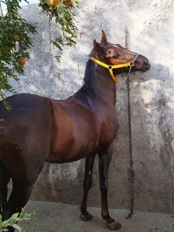 اسب نریان|اسب و تجهیزات اسبسواری|مهریز, |دیوار