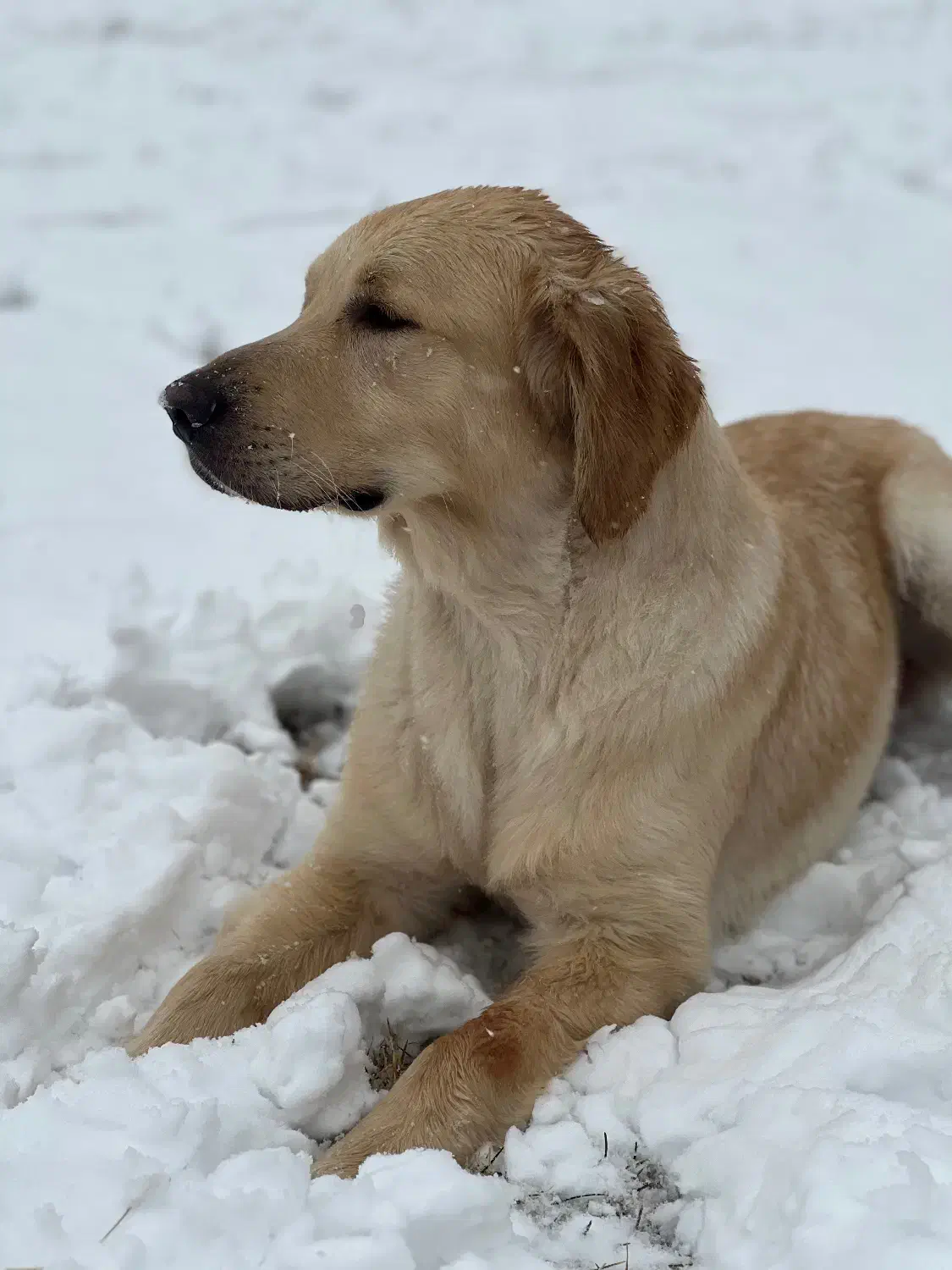 گلدن رتریور|سگ|تهران, جیحون|دیوار