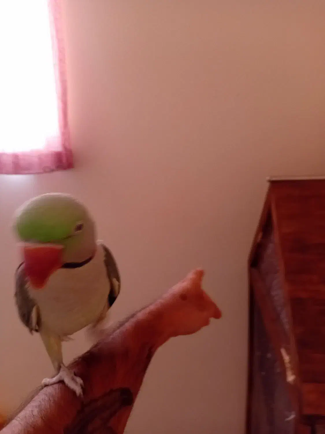 شاه طوطی|پرنده|شاهینشهر, مخابرات (شهید بهشتی)|دیوار