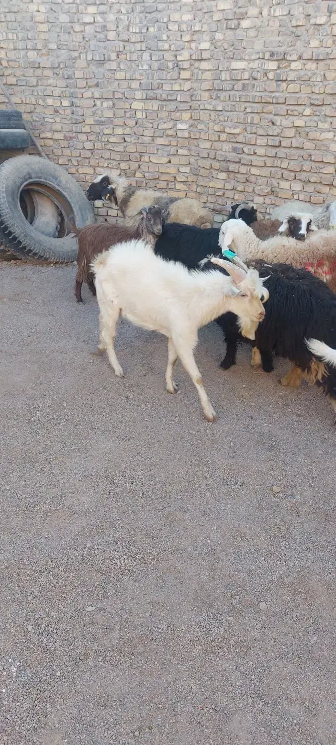 میش تغل چپش اردکان|حیوانات مزرعه|اردکان, |دیوار