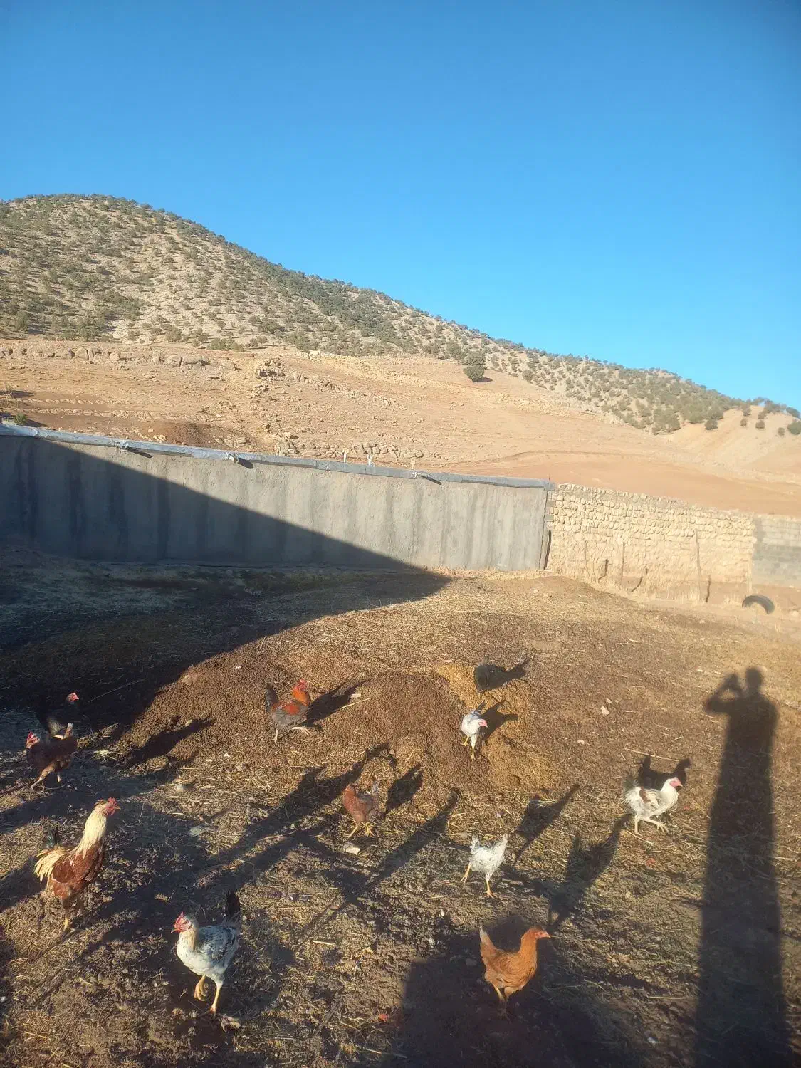 کود دامی(گوسفندی)|لوازم جانبی حیوانات|گوآور, |دیوار