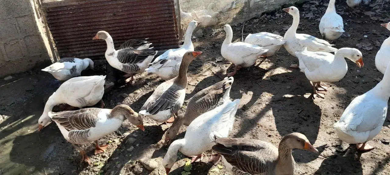 غاز|حیوانات مزرعه|طاهرگوراب, |دیوار