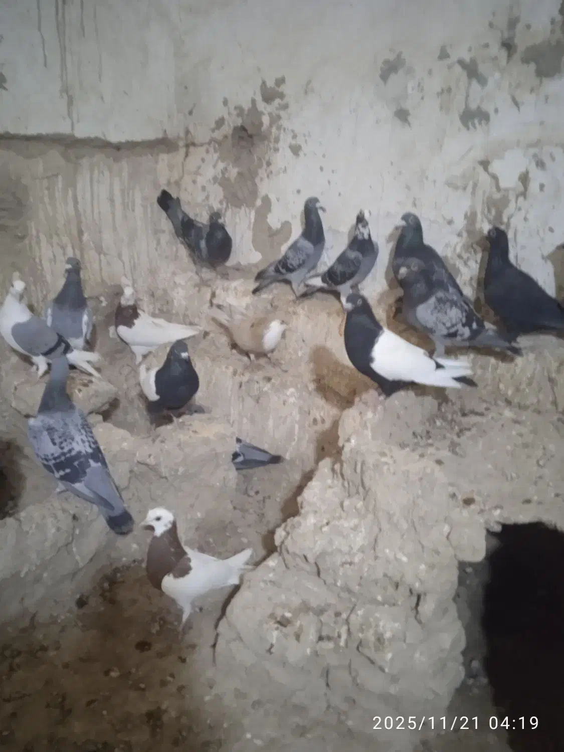 600000|پرنده|کرباسک, |دیوار