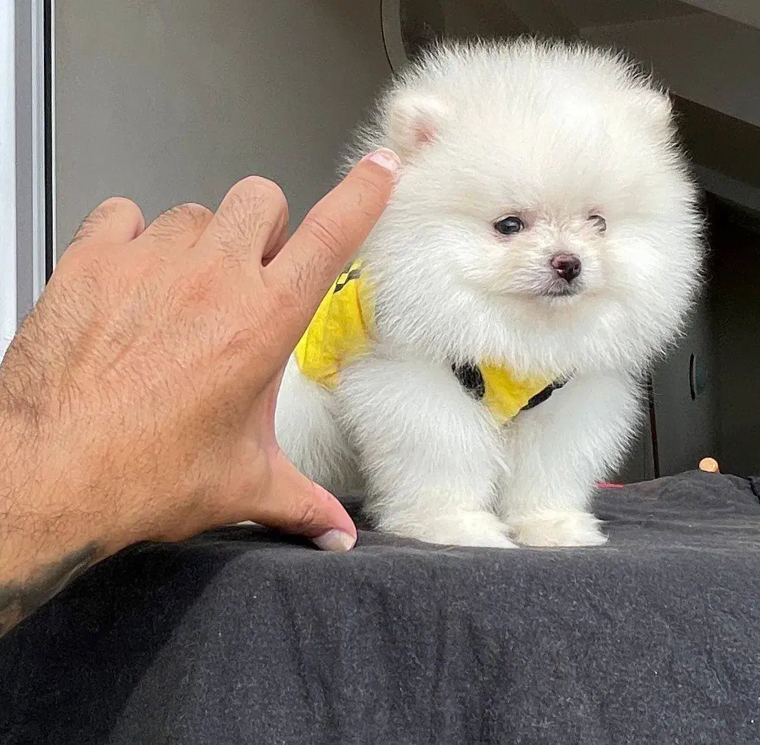 پامر خرسی سایز تیکاپ|سگ|تهران, سعادتآباد|دیوار