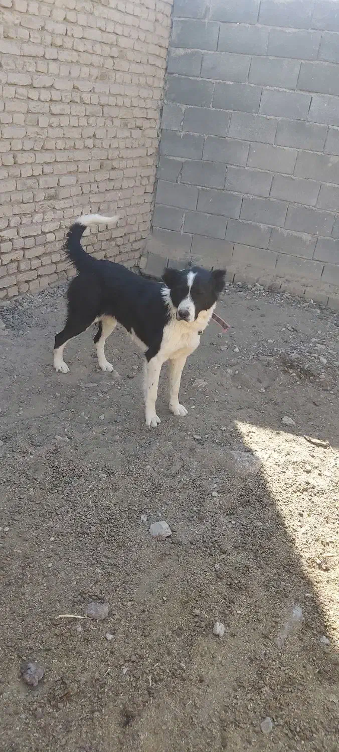 سگ فروشی|سگ|خمین, |دیوار