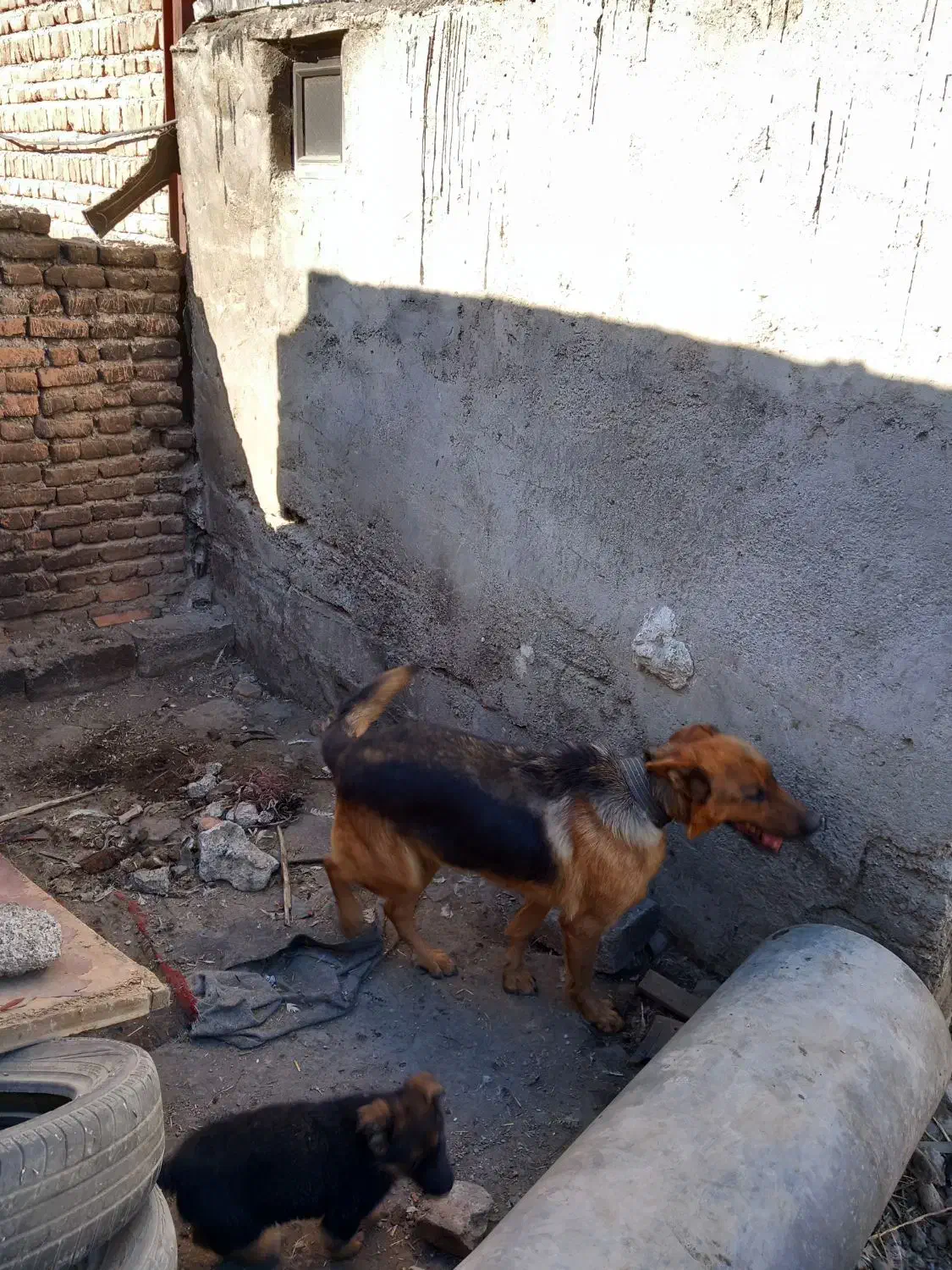 واگذاری سگ پاکوتاه|سگ|اردبیل, |دیوار