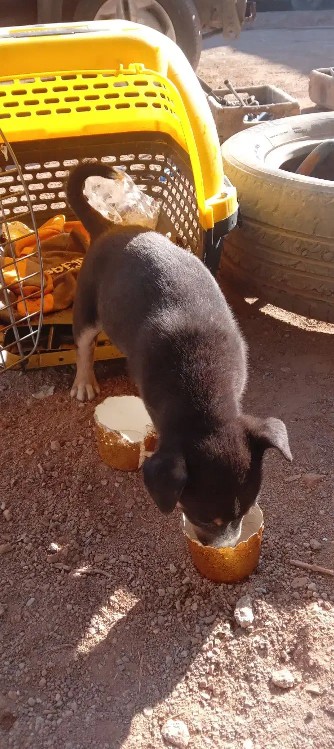 توله سگ شی واوا دوماه،به قیمت خیلی مناسب|سگ|صفادشت, |دیوار