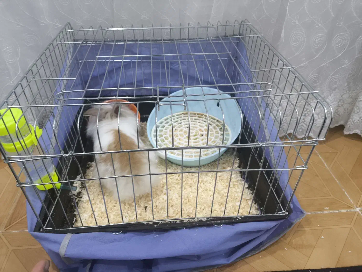 خرگوش لپ|موش و خرگوش|اراک, |دیوار