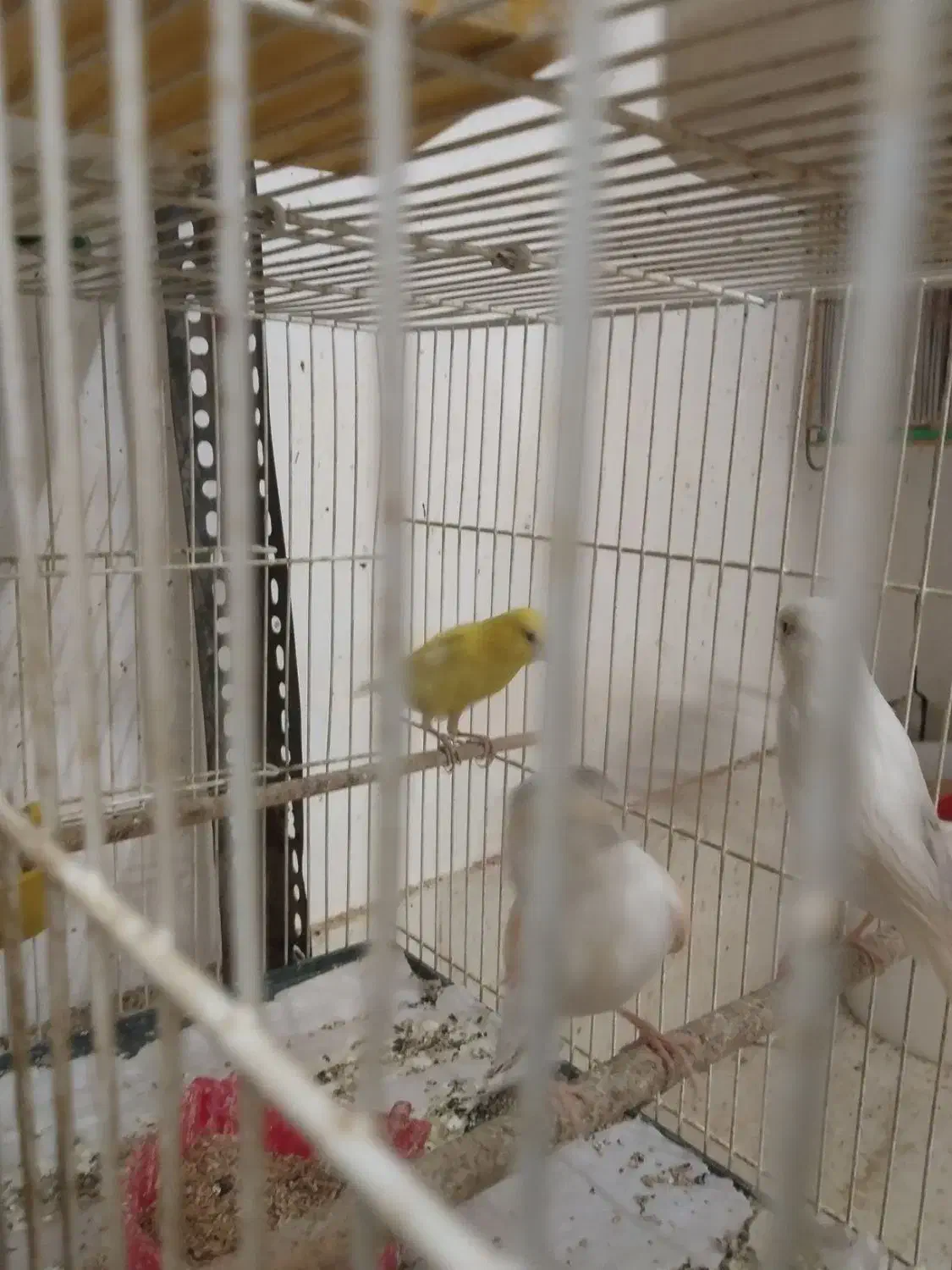 قناری نر و ماده|پرنده|قنوات, |دیوار