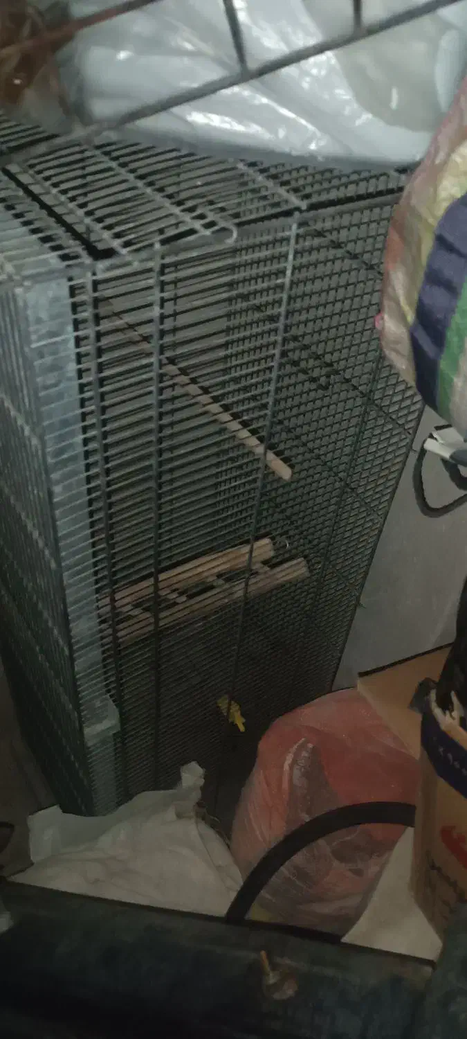 قفس پرنده|لوازم جانبی حیوانات|هشتگرد, فاز ۱ مهستان|دیوار