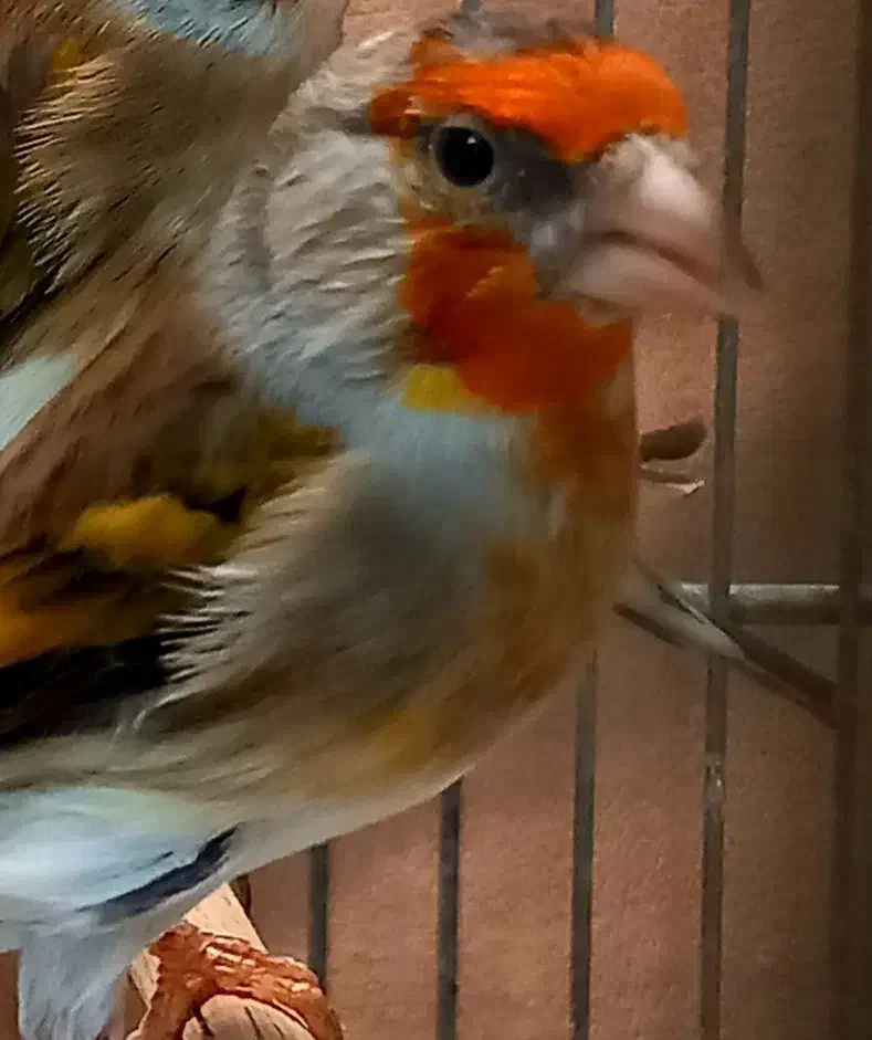 سهره قناری نر جوان|پرنده|اردبیل, |دیوار