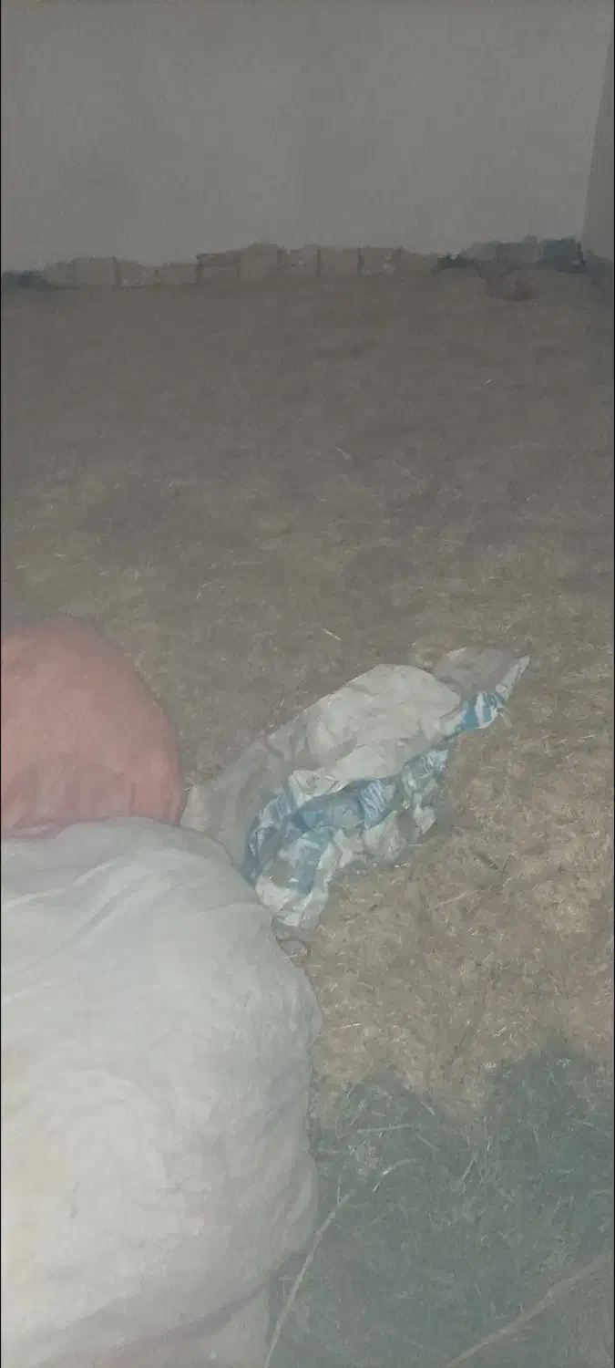 کاه تمیز|لوازم جانبی حیوانات|خاوه, |دیوار