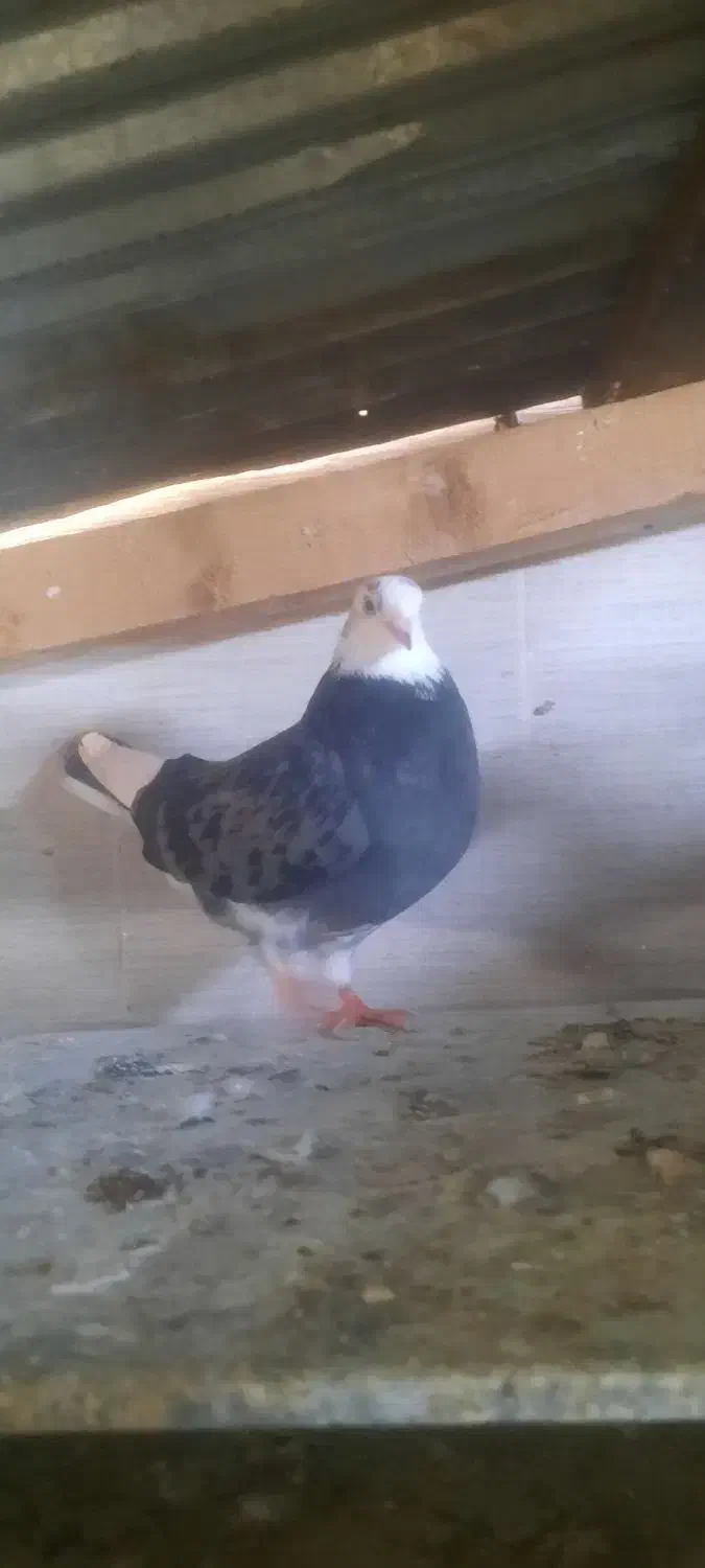 کبوتر|پرنده|رشت, تازه آباد|دیوار