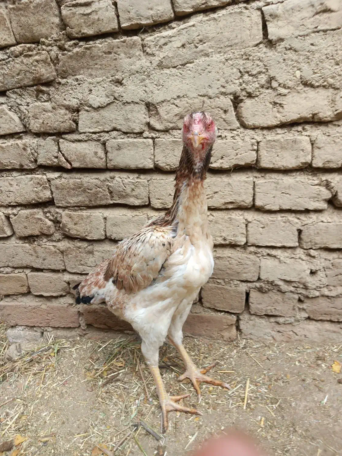 مرغ لاری|پرنده|خاروانا, |دیوار