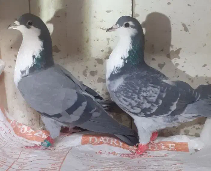 کرباتی،دمسفید|پرنده|مشهد, شهید بصیر|دیوار