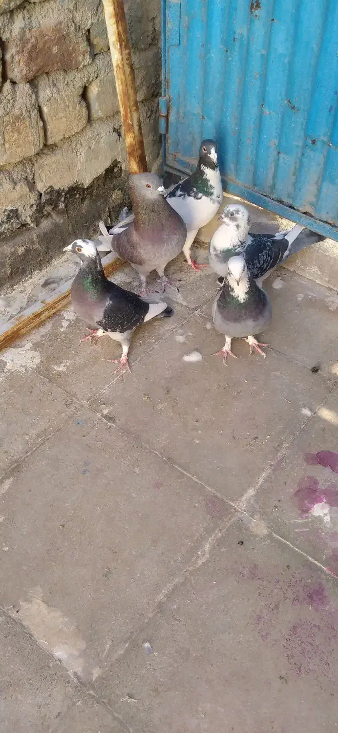 کفتر شهرستان مشهد|پرنده|قم, هفت تیر|دیوار