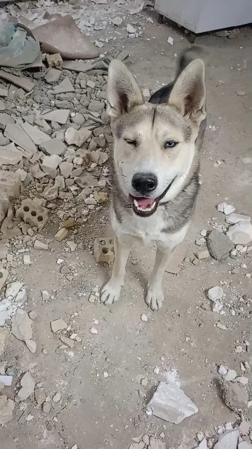 سگ هاسکی معاوضه با کفةر بوم شهرستانی|سگ|مشهد, رباط طرق|دیوار