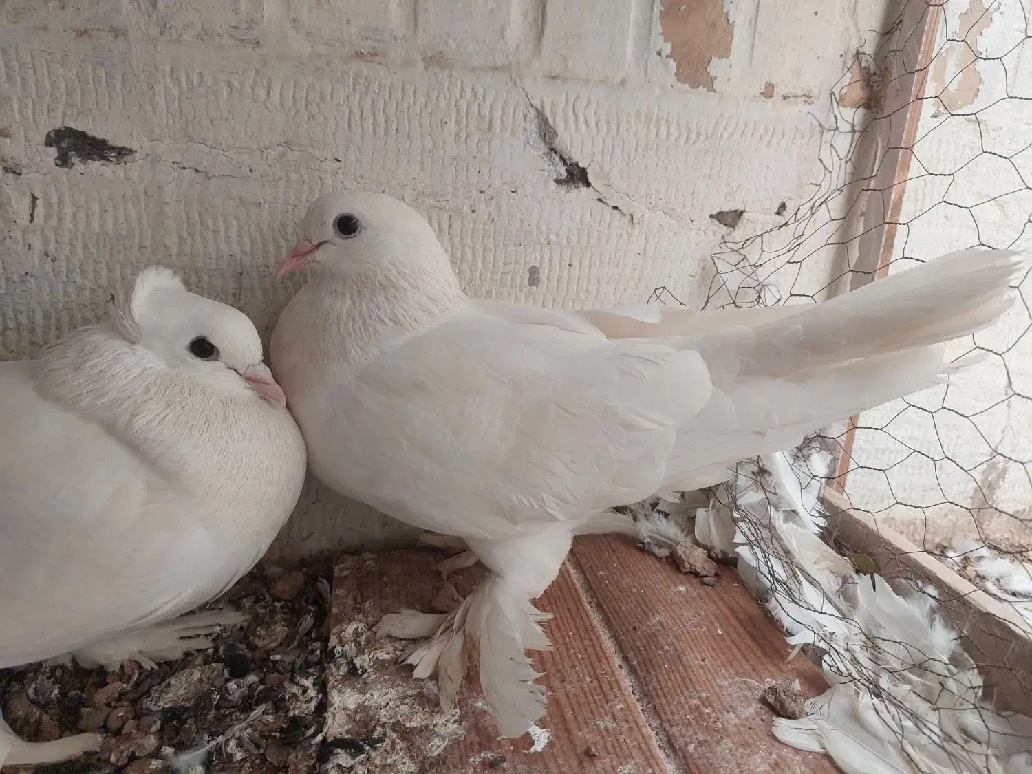 یک جفت کبوتر رواعبی سفید پاک|پرنده|قم, بنیاد|دیوار