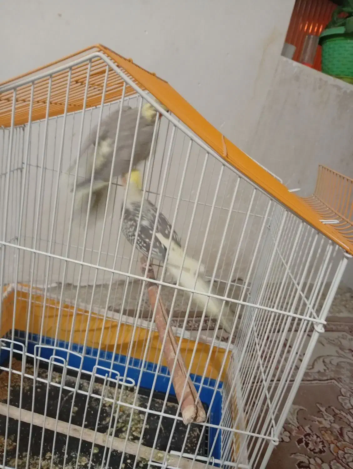 فروش پرنده|پرنده|نجفآباد, گلدشت|دیوار