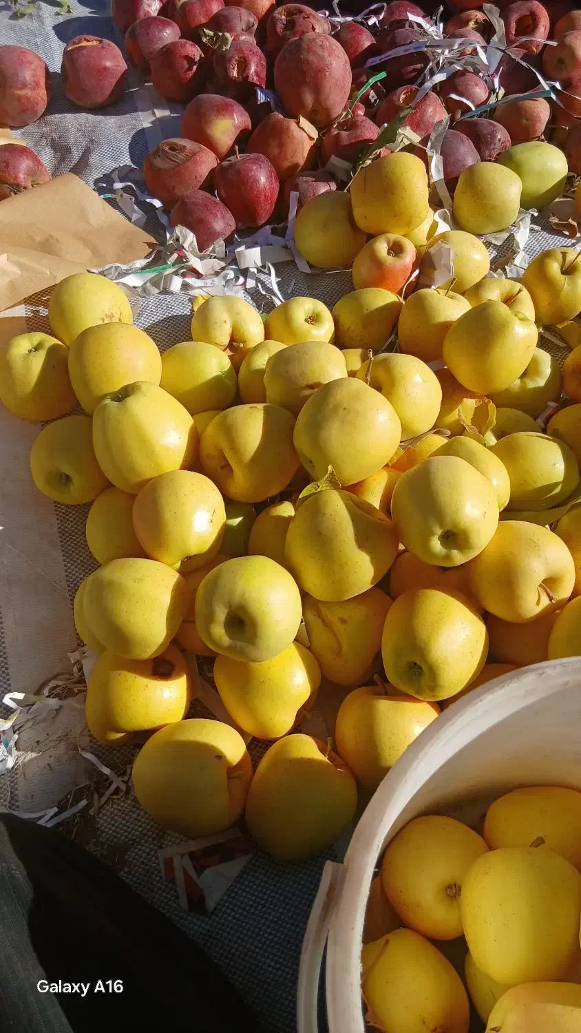 سرخ سیب|خوردنی و آشامیدنی|امام, |دیوار