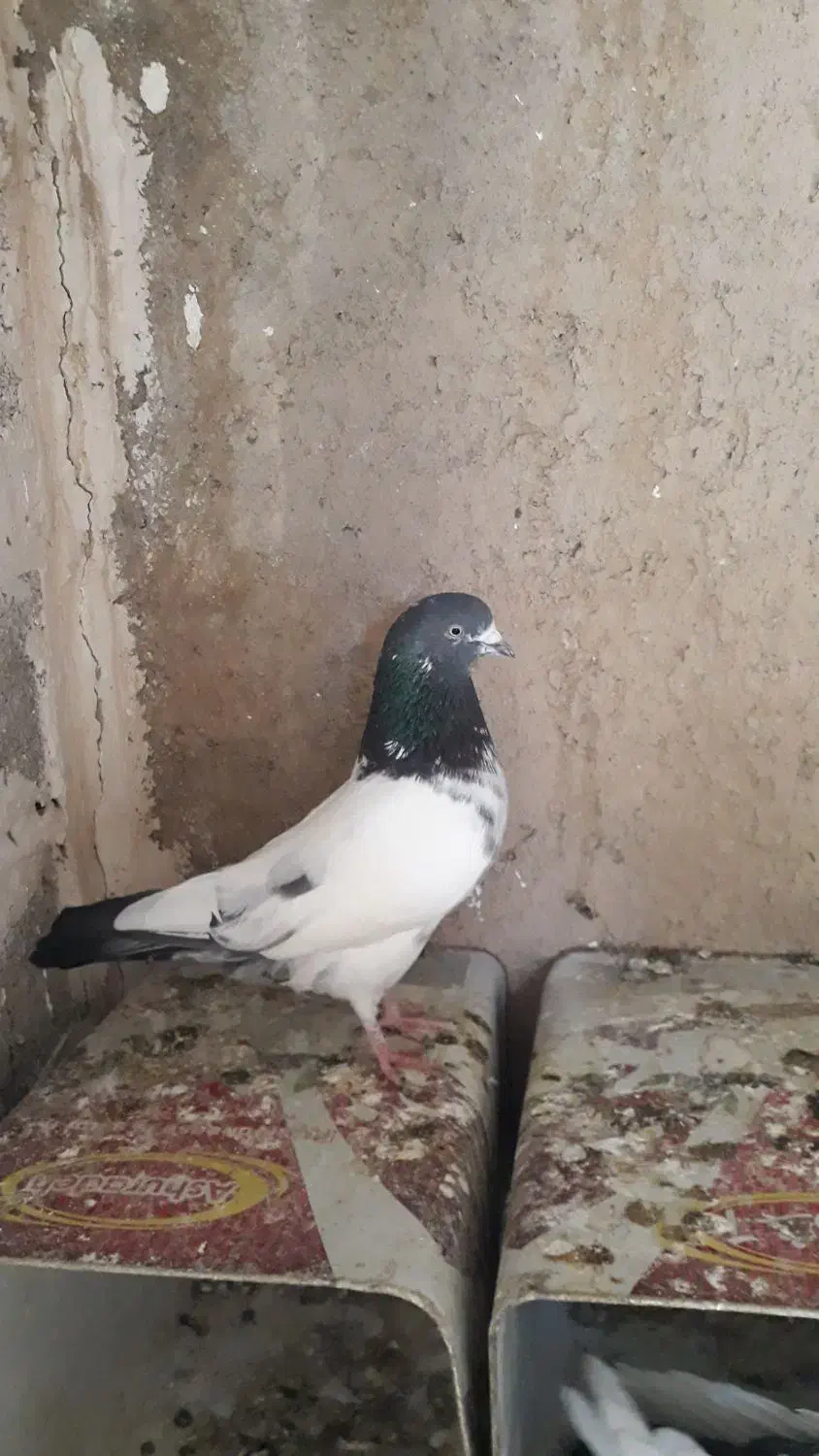 کفتر فروشی|پرنده|رزن, |دیوار