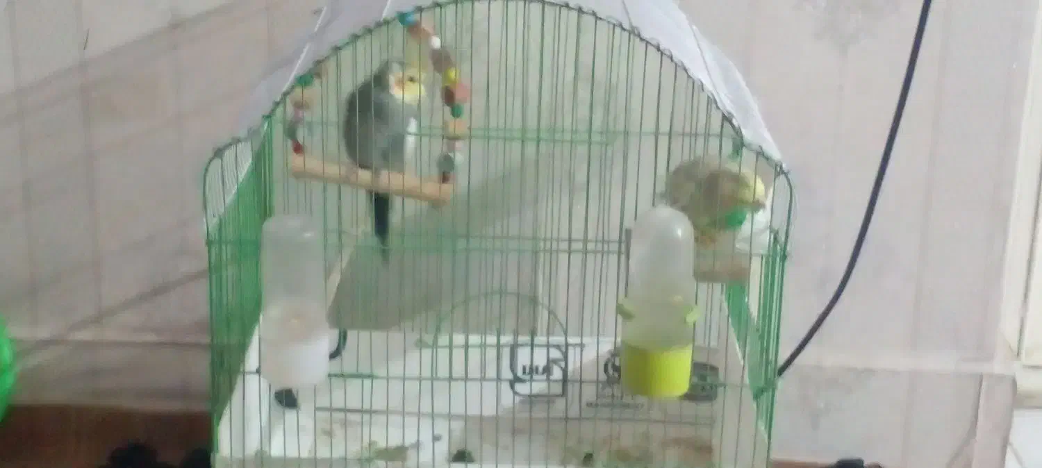 عروس هلندی|پرنده|خوی, |دیوار