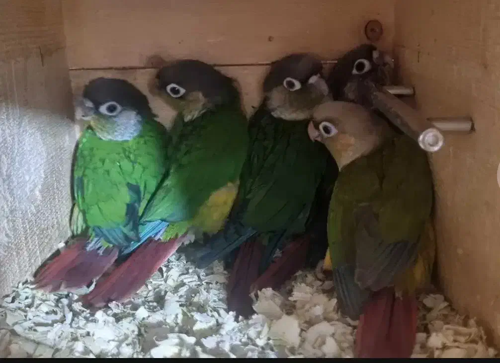 عروسگرینچیککوتولهقناریمرغعشقفنچقفسدانه و|پرنده|اراک, |دیوار