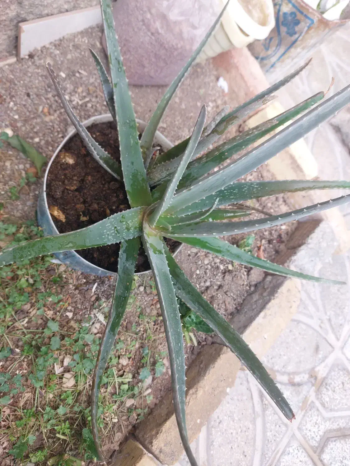 گل الورا|گل و گیاه طبیعی|شیروان (خراسان), |دیوار