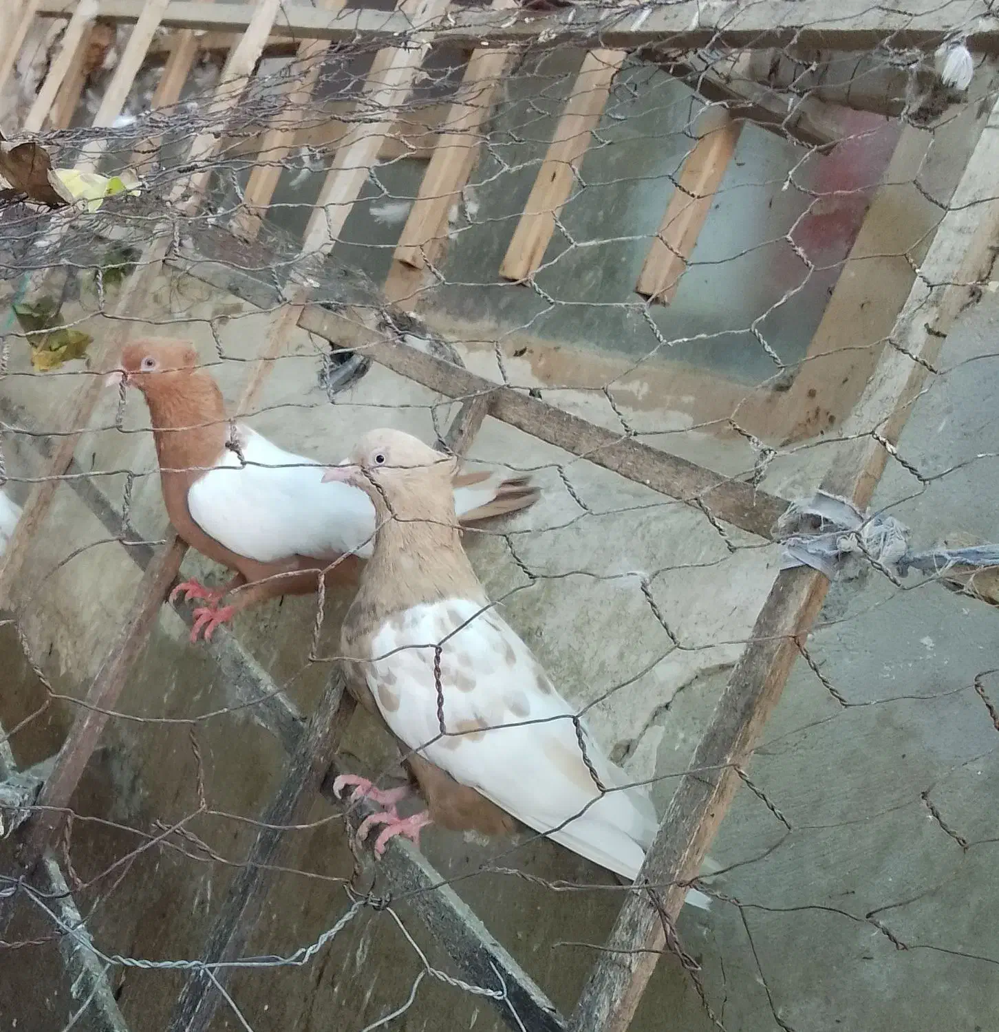 یک جفت سینه سه تومن سینه مشکی ماده وکله سیاه ماده|پرنده|آشخانه, |دیوار