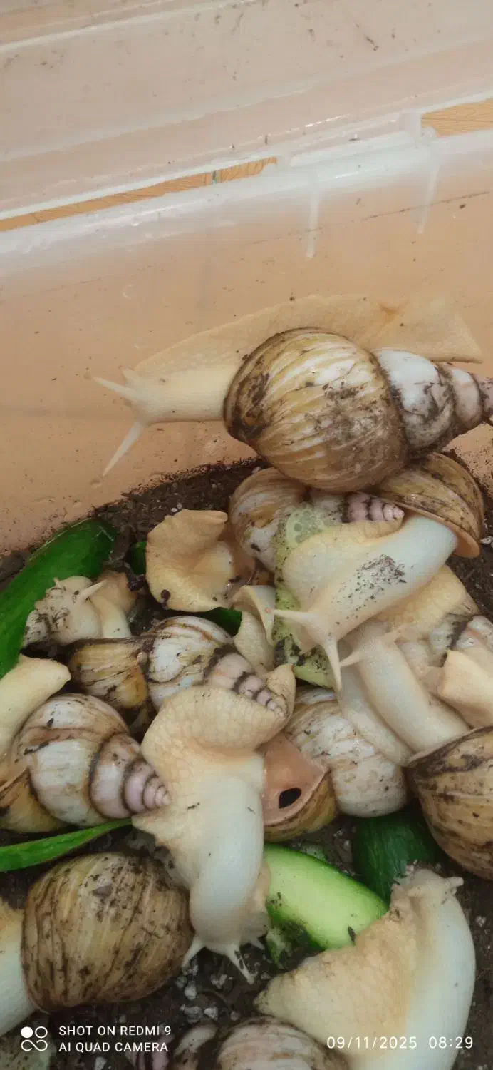 حلزون مولد تخم گذار|خزنده|میانه, |دیوار