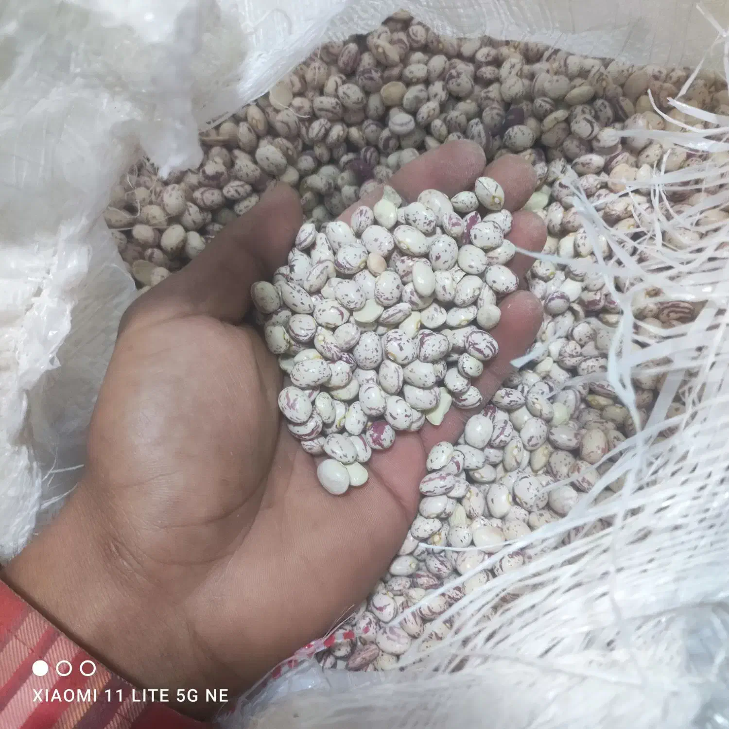 لوبیاا|عمده‌فروشی|مشهد, یوسفیه (شهرک غرب)|دیوار