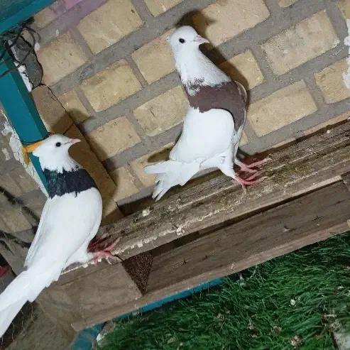 شوش|پرنده|کرخه, |دیوار