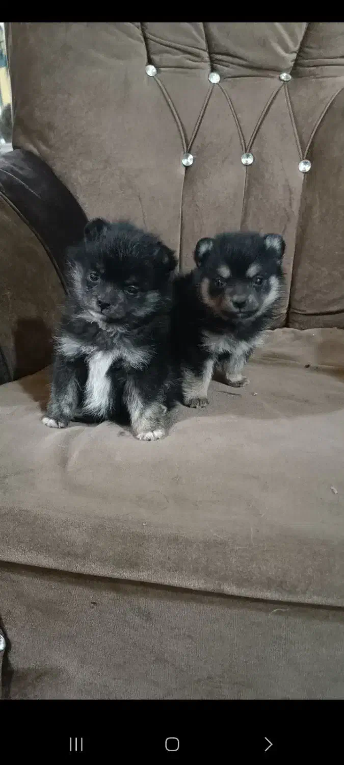 توله آپارتمانی|سگ|هشتگرد, قاسم آباد بزرگ|دیوار