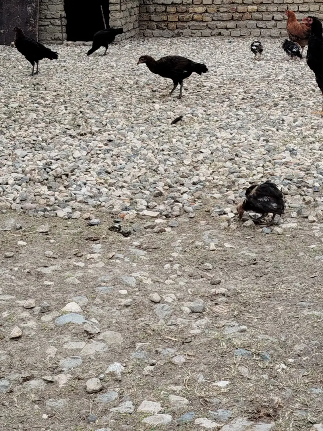 مرغ و جوجه های دو رگ|حیوانات مزرعه|گنبد کاووس, |دیوار