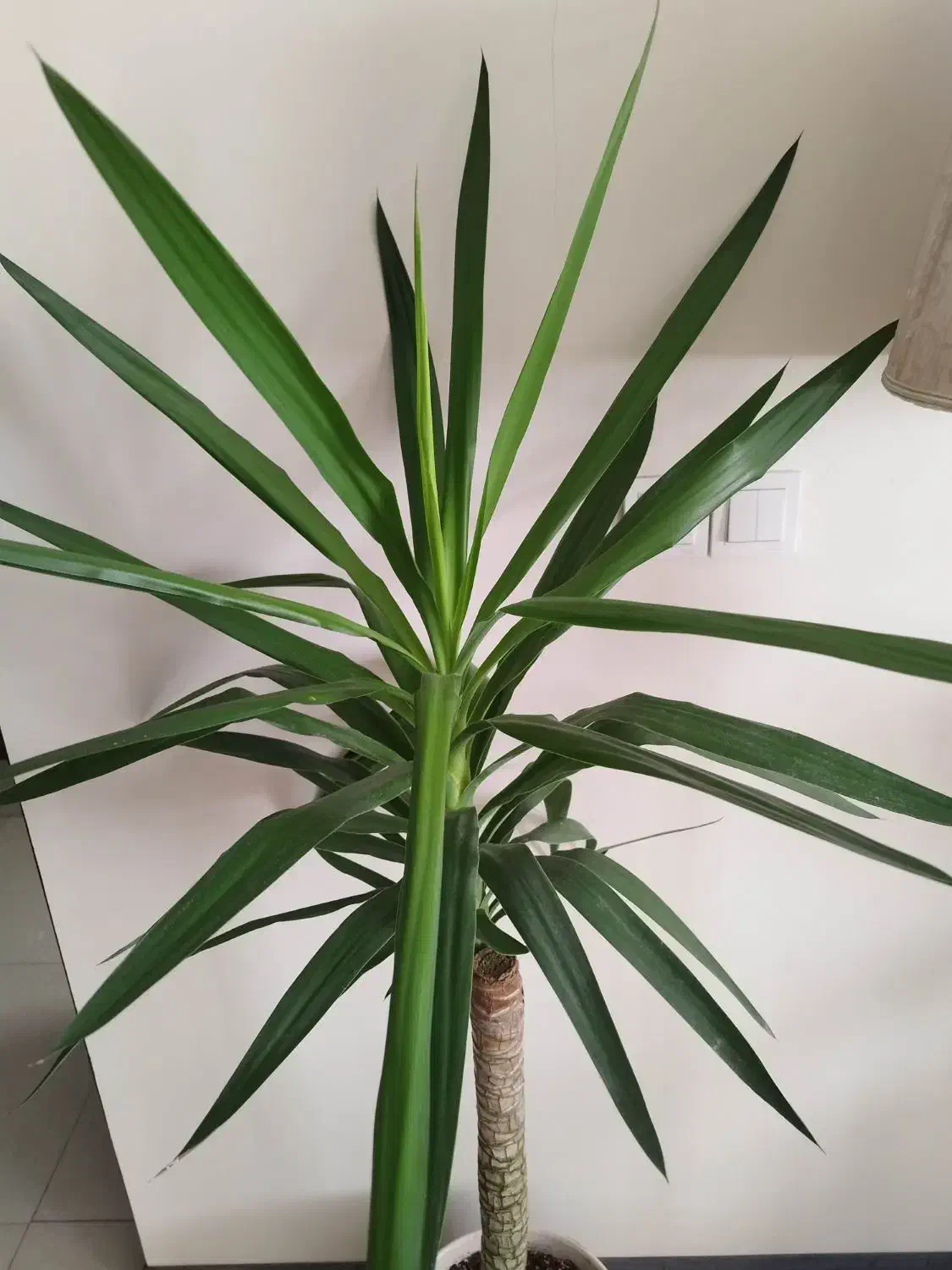 گل آپارتمانی مقاوم یوکا آگلونما برفی|گل و گیاه طبیعی|کرج, باغستان|دیوار