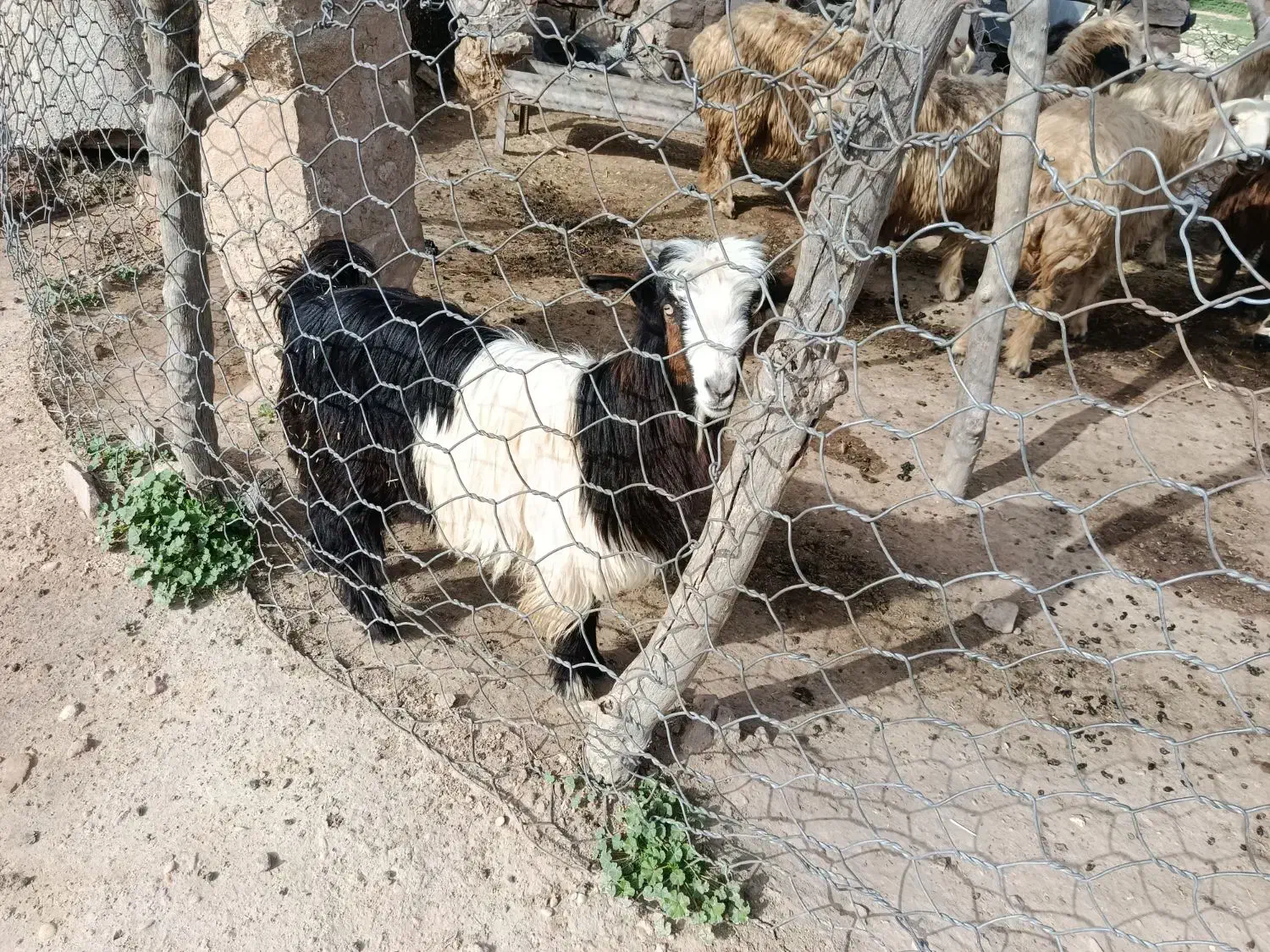 تیشتر|حیوانات مزرعه|مسجد سلیمان, |دیوار