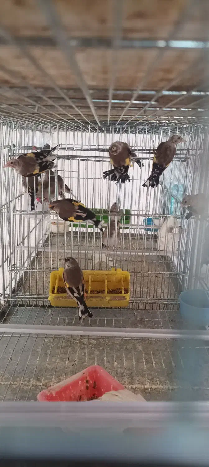 سهره نر و ماده|پرنده|اصفهان, پزوه|دیوار