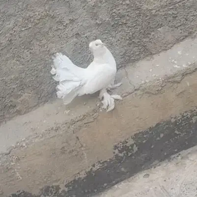 کبوتر دم‌چتری|پرنده|قدس, شهر‌قدس|دیوار