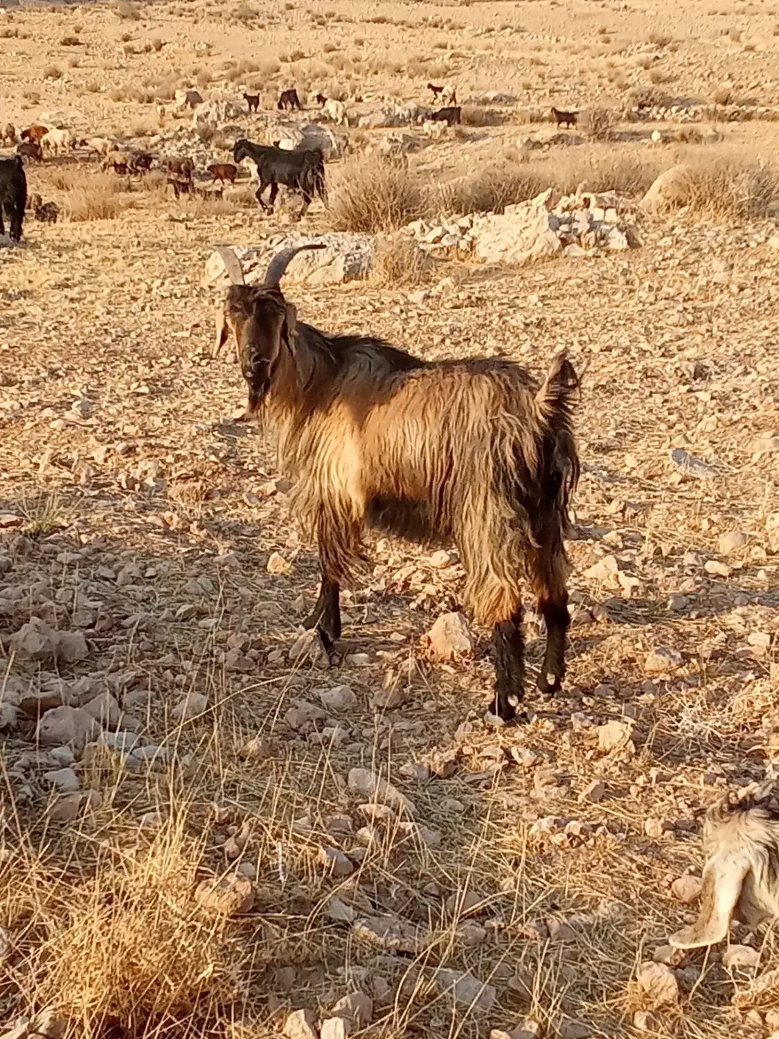 بز سراحال|حیوانات مزرعه|چرام, |دیوار