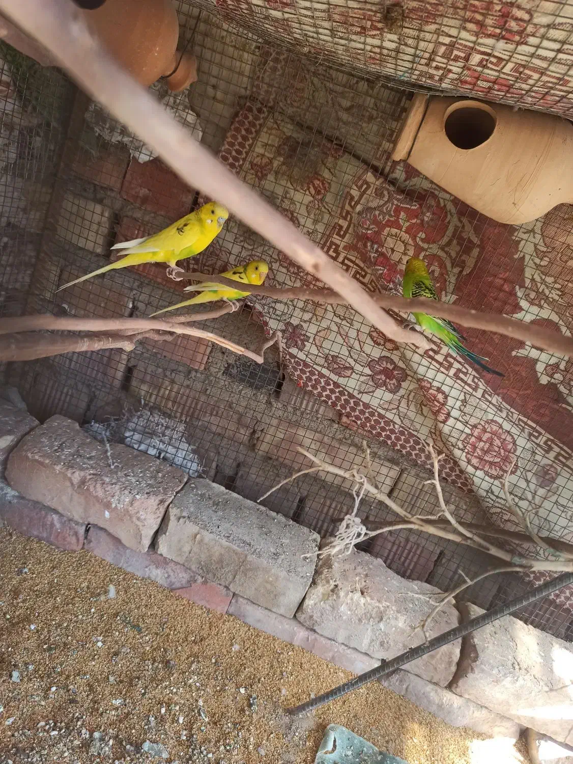 مرغ عشق|پرنده|خاش, |دیوار