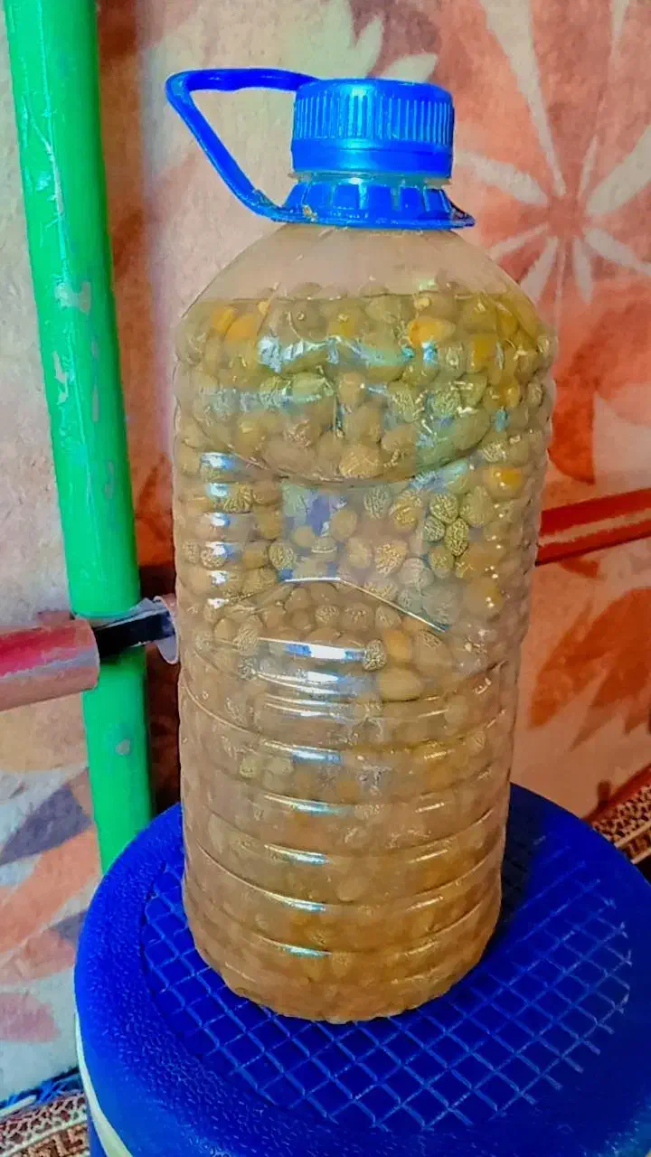 ترشی کبر|خوردنی و آشامیدنی|قصابه, |دیوار