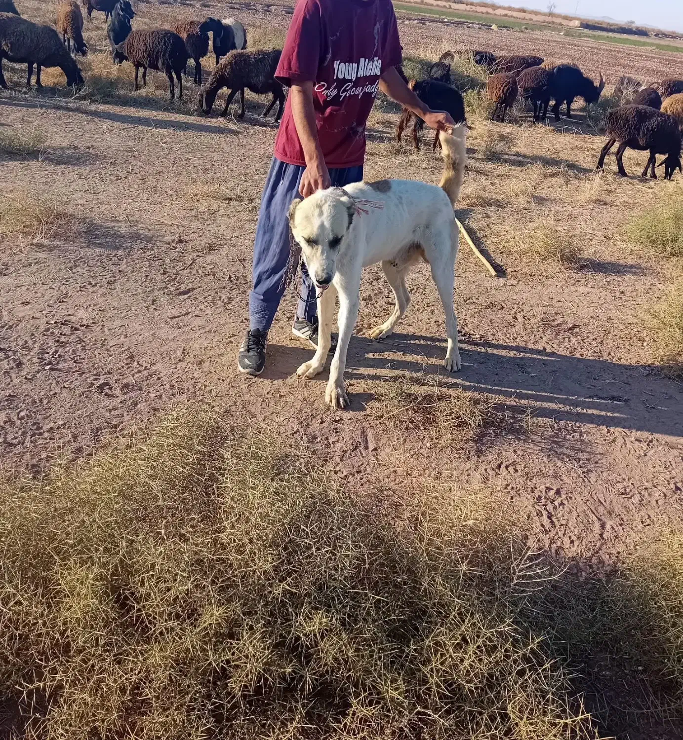 با سلام یک سگ البغزرد|سگ|شهریار, شهرک وائین|دیوار