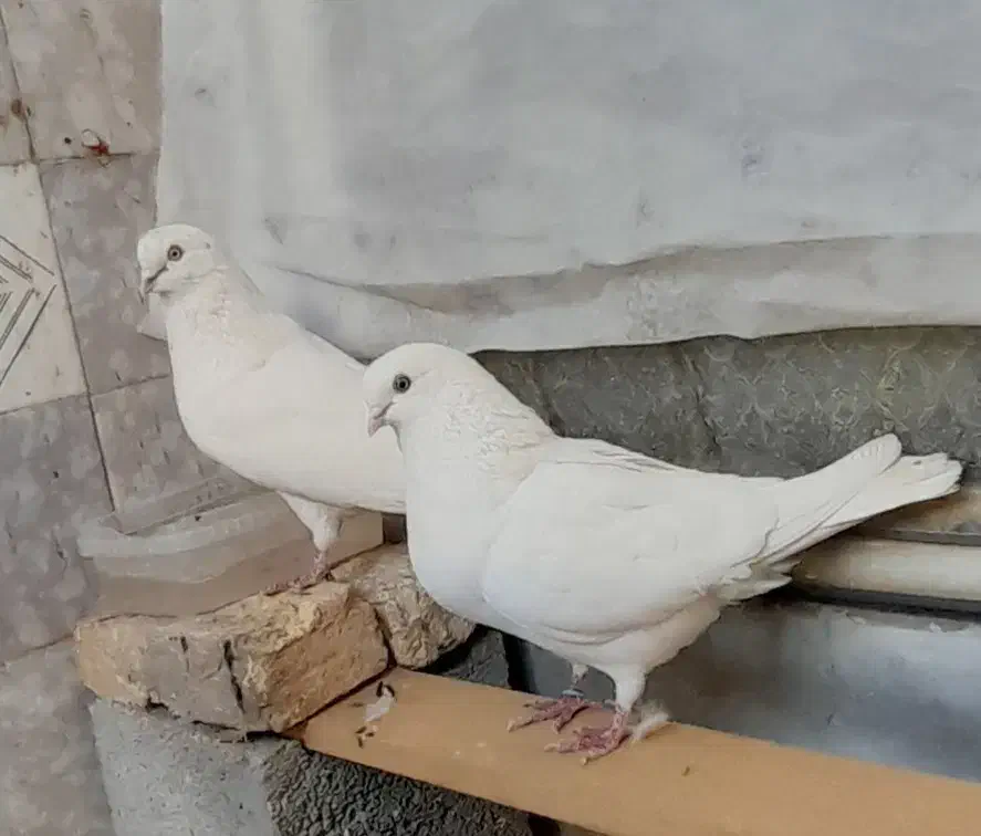 سفید کفتر|پرنده|فرخشهر, |دیوار